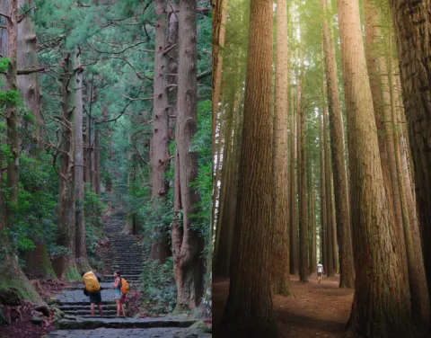 Redwood National Park met een huurauto