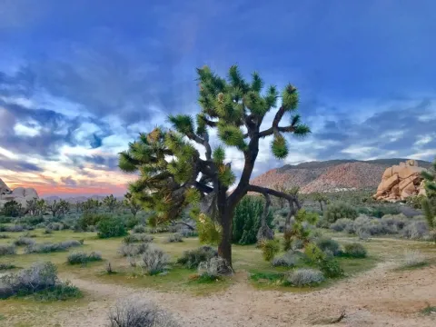 joshua tree